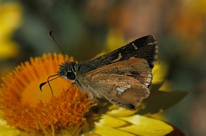 095 Skipper, Large Dingy, 2008-01296161b Canberra, AU